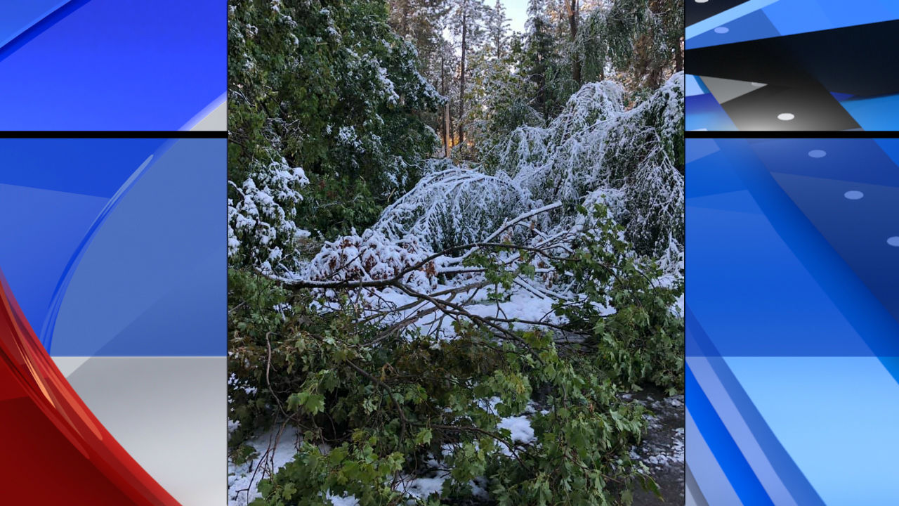 trees down in East Central -